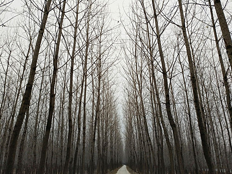 乡村路,路,乡村土路,林间道路