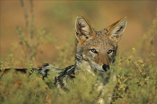 黑背狐狼,黑背豺,卡拉哈里沙漠,南非