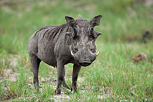 疣猪,乔贝国家公园,博茨瓦纳