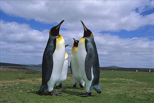 帝企鹅,群,求爱,自愿角,福克兰群岛