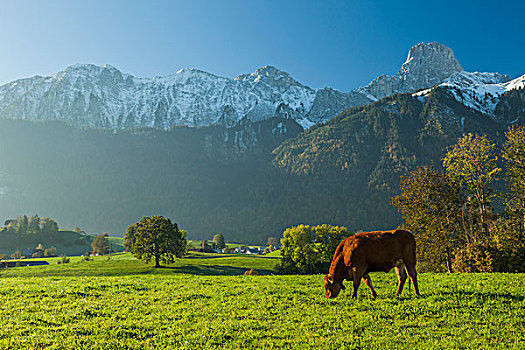 母牛,放牧,亚高山,草地,瑞士