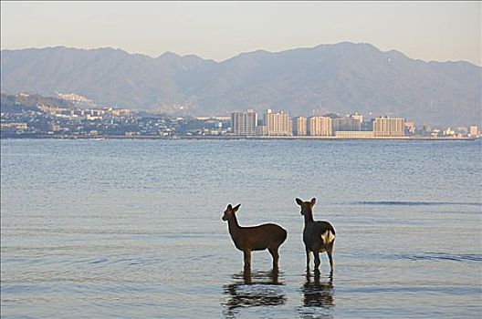 鹿,站立,广岛,湾,宫岛,本州,日本