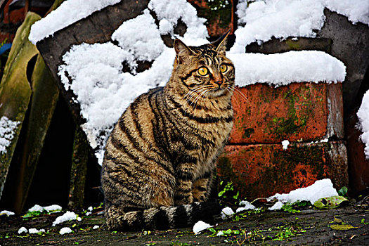 冬雪中的猫