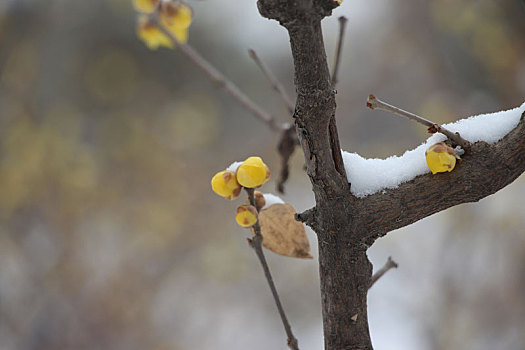 雪后迎春花