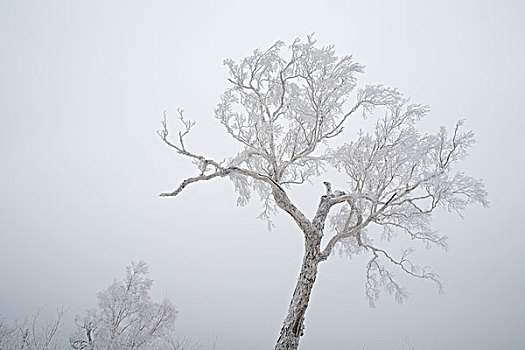 冰冻,树,冬天,天空,背景,山峦,黑龙江