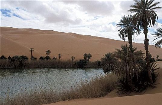 沙漠,沙丘,绿洲,水,棕榈树,撒哈拉沙漠,利比亚,非洲