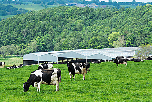 奶牛,放牧,地点,农舍,背景,坎布里亚,英格兰