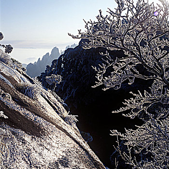 黄山狮子峰松树雪景