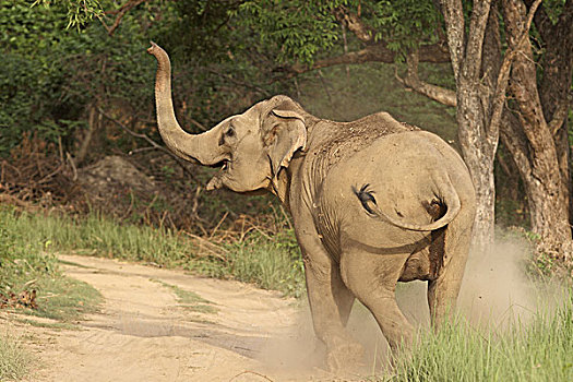 印度,亚洲象,沟通,国家公园