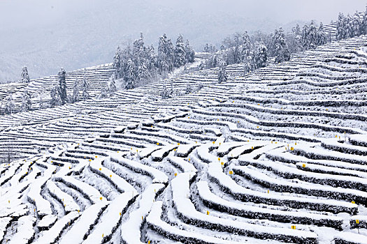 茶山风光