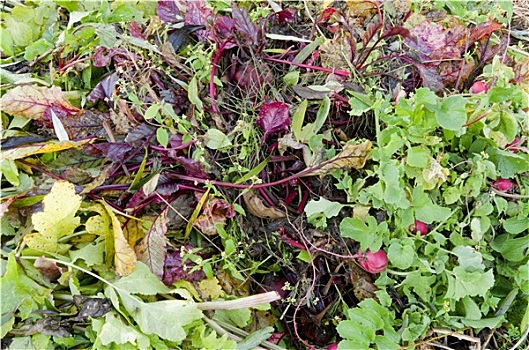 堆肥,堆积,植物,残留,有机蔬菜,花园,荷兰