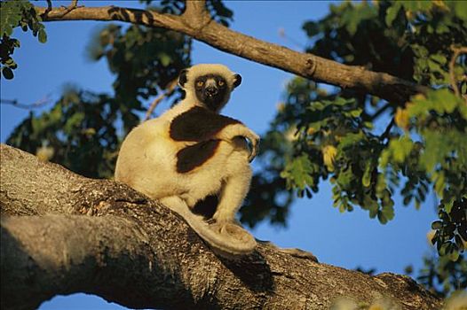 马达加斯加狐猴,西部,落叶林,马达加斯加