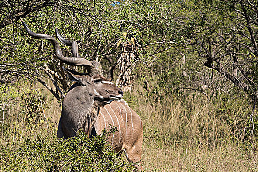 南非,德班,禁猎区,大捻角羚,野生,树林栖息地