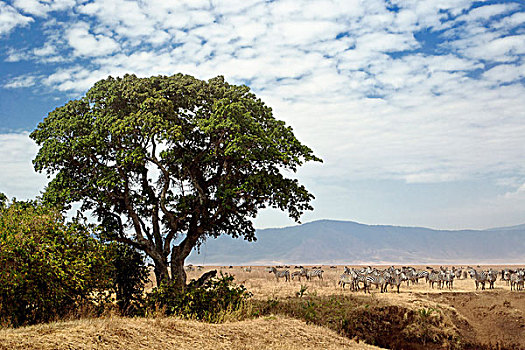 斑马,牧群,恩戈罗恩戈罗火山口,坦桑尼亚