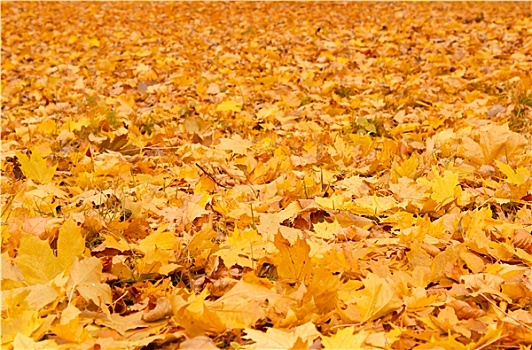 秋天,橙色,秋叶,地上