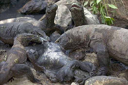 科摩多巨蜥,科摩多龙,群,水牛,畜体,林卡岛,科莫多国家公园,印度尼西亚