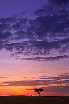 五颜六色的,多云的天空,日出之前,马赛玛拉国家保护区,肯尼亚,非洲