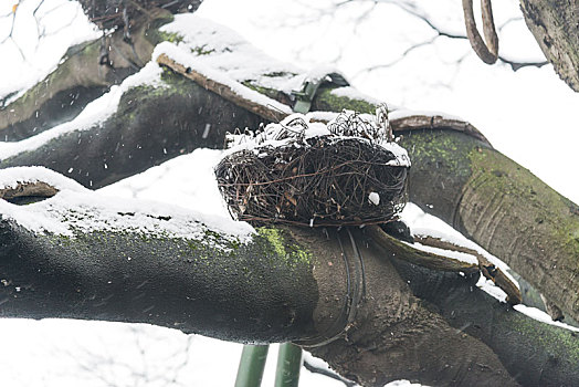 冬季,鸟巢