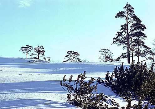 瑞典,晴朗,雪景