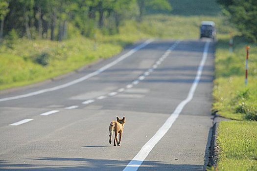 红狐,走,道路