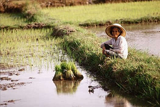 泰国,农民,休息,种植,稻米,幼苗