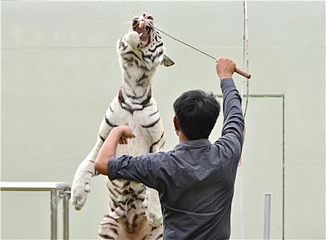 动物园管理员,培训,白色,孟加拉虎