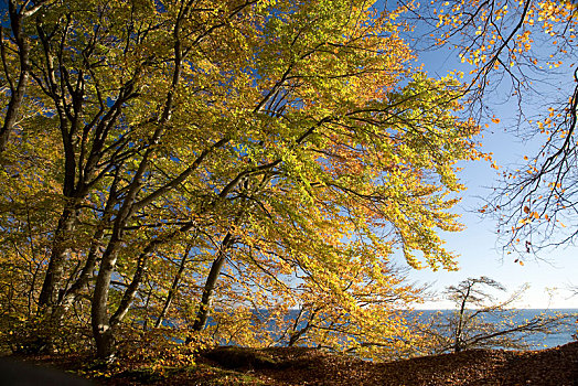 风景,秋天,树,波罗的海