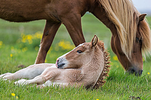 母马,诞生,小马,冰岛,马