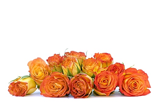 漂亮,橙色,玫瑰,花束,白色背景