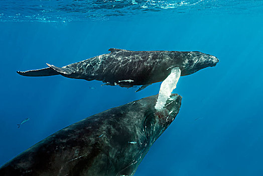 驼背鲸,大翅鲸属,鲸鱼,坝,幼兽,海面,呼吸,太平洋,卢卢图,法属玻利尼西亚,大洋洲