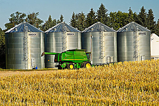 小麦,茬地,谷物,联合收割机,背景,靠近,卢尔德,曼尼托巴,加拿大