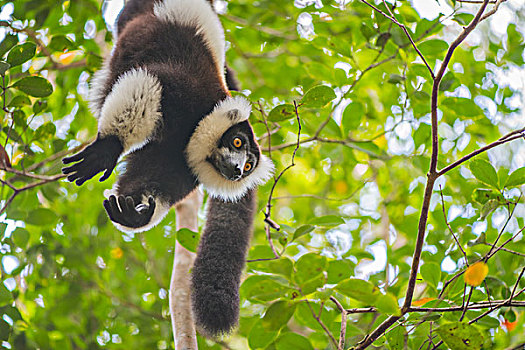 madagascarlemur马达加斯加狐猴