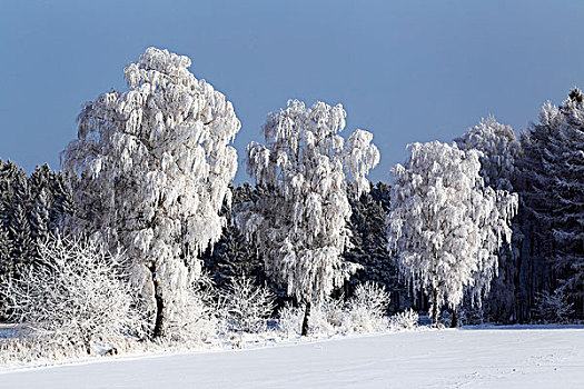 霜冻,桦树,树,积雪,风景,冬天,石荷州,德国,欧洲