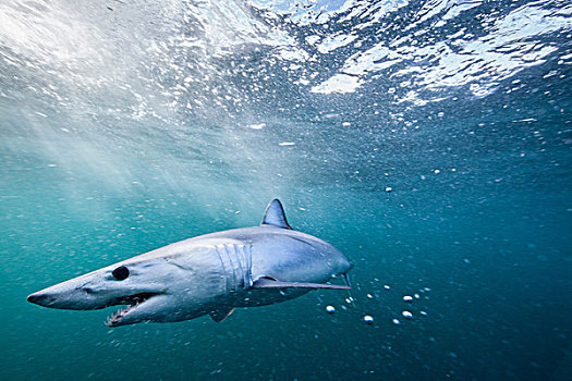 水下视角,威胁,鲨鱼,游动,海洋,西海岸,新西兰
