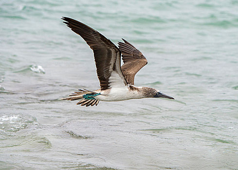蓝脚鲣鸟,飞跃,水,岛屿,加拉帕戈斯群岛,厄瓜多尔,南美