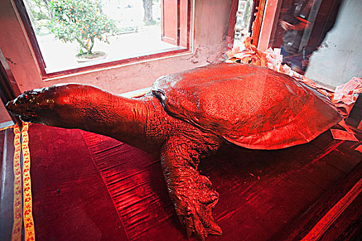 越南,河内,还剑湖,展示,巨大,棱皮龟