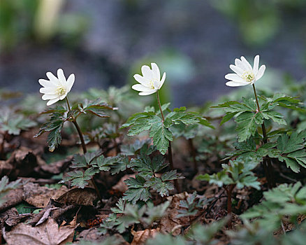 银莲花