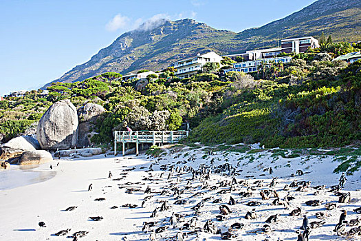 非洲企鹅,漂石,海滩,西海角,南非