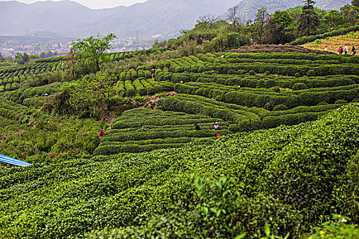 龙坞茶园