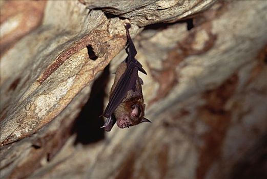 蝙蝠,悬挂,洞穴,天花板,马来西亚