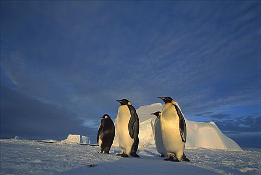 帝企鹅,四个,海冰,子夜太阳,冰架,威德尔海,南极