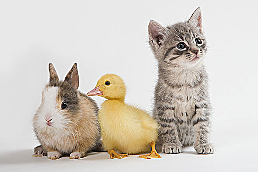 小猫,小鸭子,兔子,棚拍