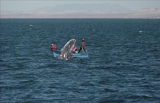 游客,看,灰鲸,北下加利福尼亚州,墨西哥