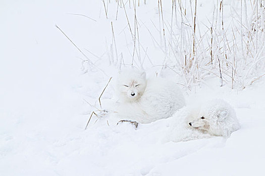 两个,北极狐,雪中,丘吉尔市,野生动物,管理,区域,加拿大