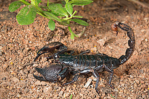 蝎子,加纳,非洲