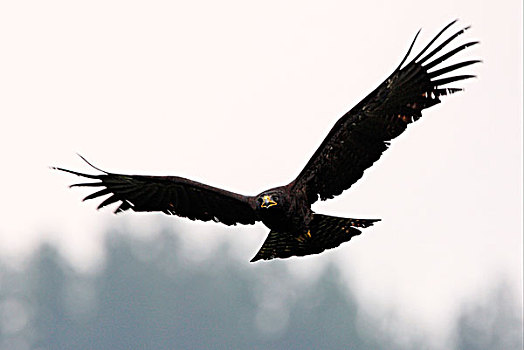 黑鹰,叫,飞行,树林,国家公园,斯里兰卡,南亚