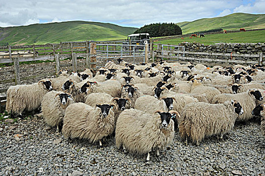 生活,绵羊,苏格兰,母羊,羊羔,成群,站立,笔,牛,放牧,后面,边界,英国,欧洲