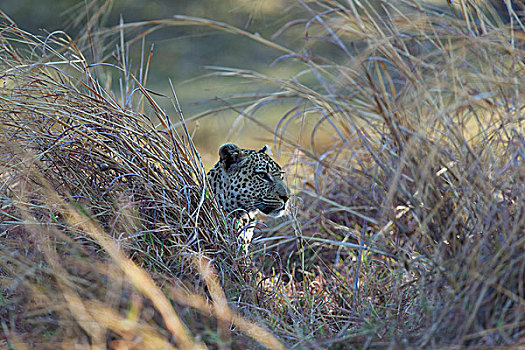 豹,奥卡万戈三角洲,莫雷米禁猎区,博茨瓦纳,非洲