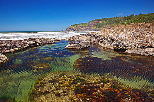岩石构造,短小,海滩,俄勒冈,岛屿,国家野生动植物保护区,美国