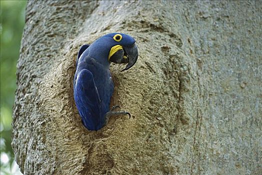 紫蓝金刚鹦鹉,出现,窝,巴拿马,树,濒危物种,潘塔纳尔生态系统,巴西